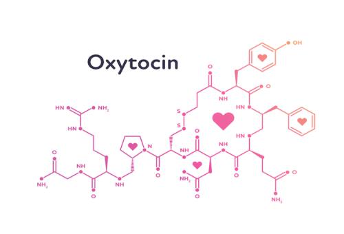Oxytocine; the love drugs